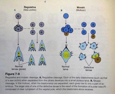 Vývoj zárodku Deuterostomia Protostomia - regulační