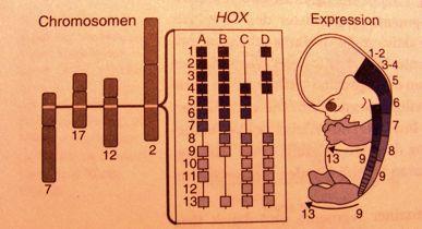 Hox geny uspořádány v genomu v kompaktních shlucích, v rámci