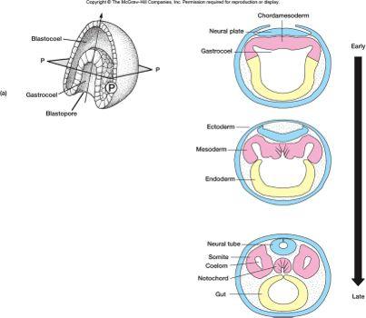 Specifika gastrulace Chordata: Enterocoelní