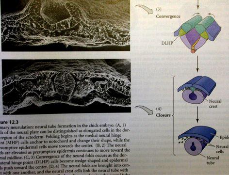 Neurální lišta: embryonální orgán produkující populace pluripotentních