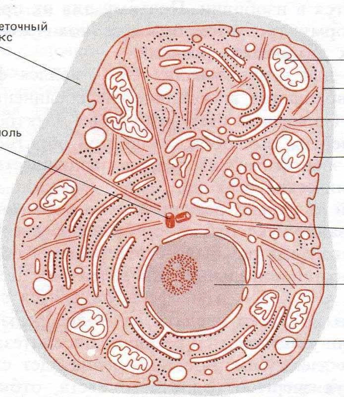 SCHEMA LIDSKÉ BUŇKY cytoplasma s organelami (DNA je