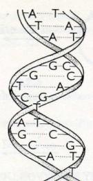MOŢNOSTI VYŠETŘENÍ GENETICKÉHO MATERIÁLU (v různých typech laboratoří) vyšetření chromosomů metodami klasické cytogenetiky (G-pruhování chromosomů) vyšetření celého karyotypu (všech