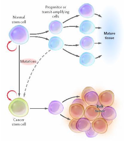 Nádorové kmenové buňky - CSCs (Cancer stem cells) Původ CSCs? a) somatické kmenové buňky b) TA buňky (progenitory)* Podstatou je akumulace chyb v regulaci diferenciace, proliferace a apoptósy.