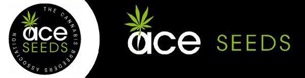 Purple Stilton^ Candy Kush Diesel Berry Juicy Lucy* Auto Chemdog Dreamberry Kush Doctor Sucker Punch Gorilla Glue Auto Girl Scout Cookies auto 460 Kč 570 Kč 570