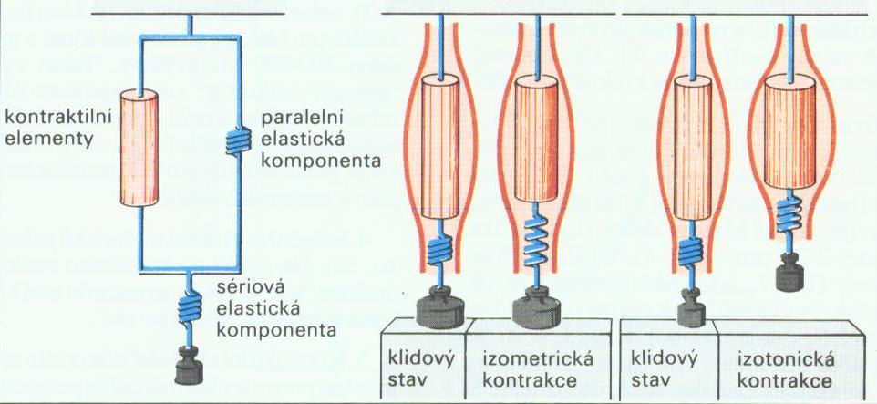 svaly (aktin-myozin) membrána