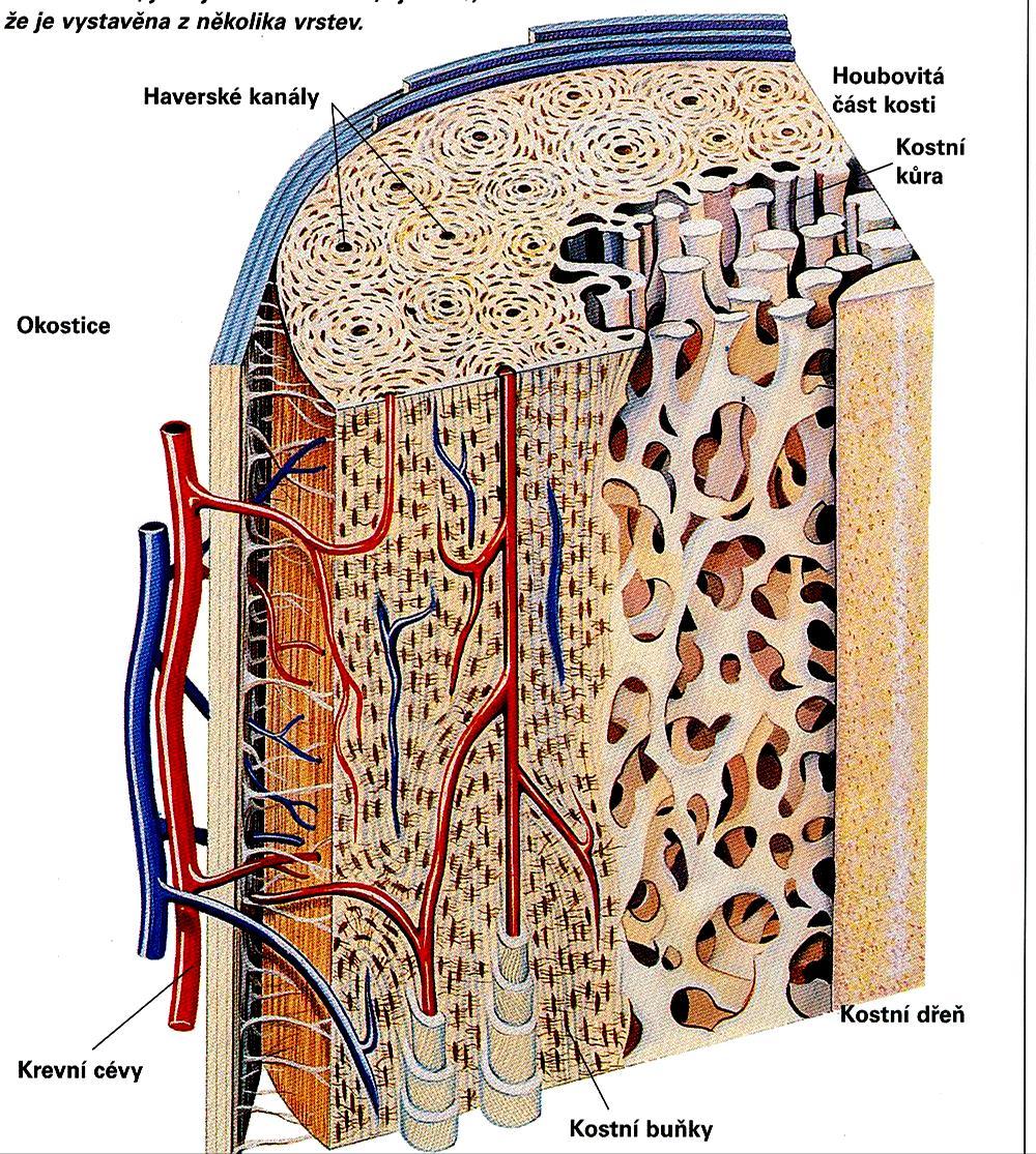 Kost Pevná pojivová tkáň, s mineralizovanou základní hmotou minerální látky činí až 65% objemu kosti!