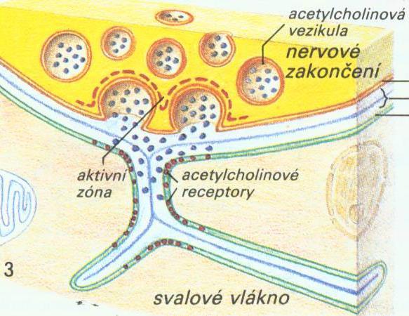 motoneuronem MOTORICKÁ PLOTÉNKA