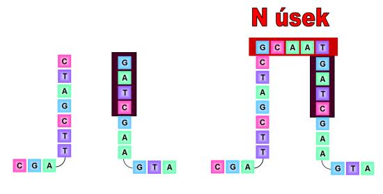 P úsek. Oba volné konce DNA jsou pak spojeny náhodným vložením dalších nukleotidů - tzv. N úsek (obr. 7.13).