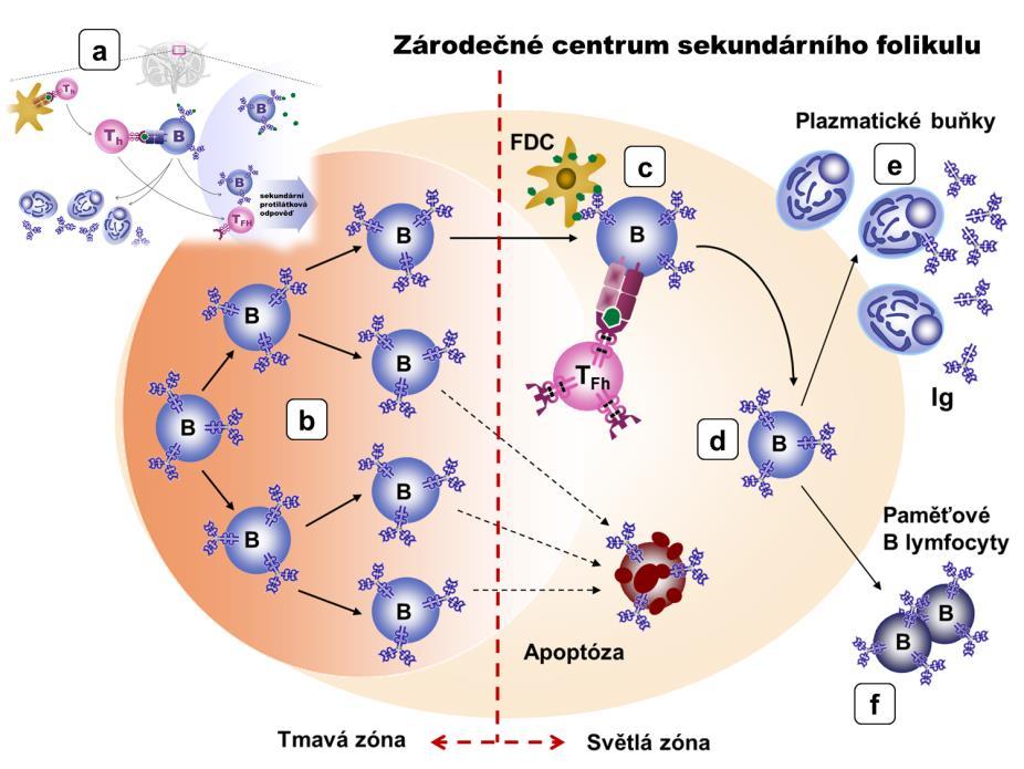 7.2.4 Somatická mutace při formování B-lymfocytů Somatická mutace 12 je proces selektování B-lymfocytárních mutantů s nejvyšší afinitou k danému antigenu.