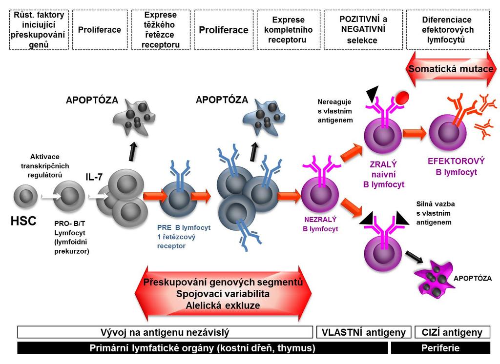 Obr. 7.15: Komplexní přehled vývoje B-lymfocytů od hematopoetické kmenové buňky až k efektorové plazmatické buňce s nejvyšší afinitou k antigenu.