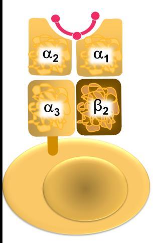 MHC-I gp se nachází na všech jaderných buňkách těla. Jejich molekula se skládá z transmembránového vysoce variabilního řetězce α a mikroglobulinu β. Řetězec α obsahuje tři domény α 1 α 2 a α 3.