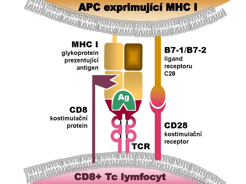 b) Komplexní schéma vazebné interakce mezi buňkou prezentující antigen ve vazbě s MHC-I a cytotoxickým CD8 + T- lymfocytem.