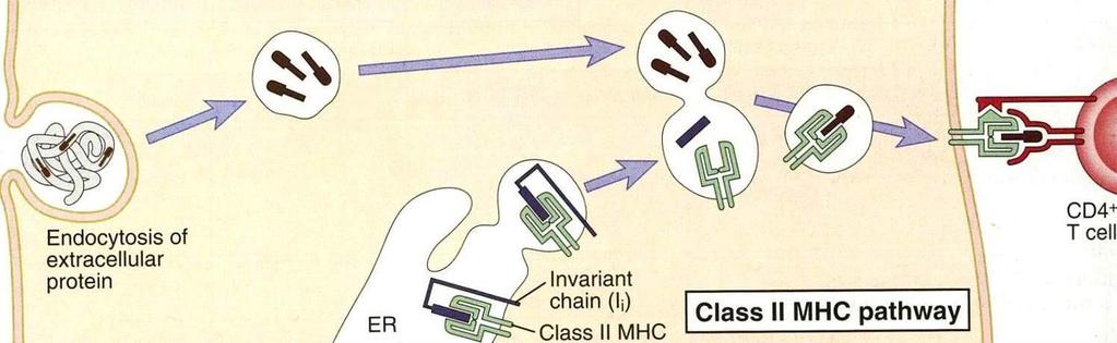 Typickými antigeny jsou složky patogenních mikroorganismů, především bakterií. Pohlcený antigen je uzavřen do fagosomu, kde dochází k jeho fragmentaci.