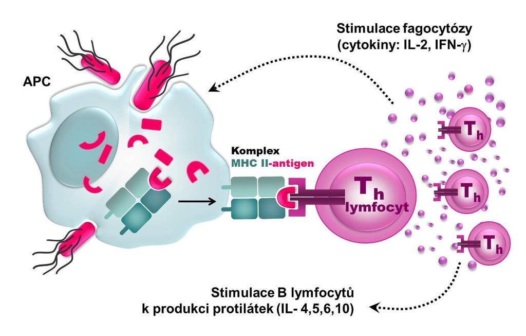 Obr. 7.6: Princip aktivace cytotoxických T-lymfocytů komplexem MHC-II gp s navázaným extracelulárním fagocytovaným antigenem.