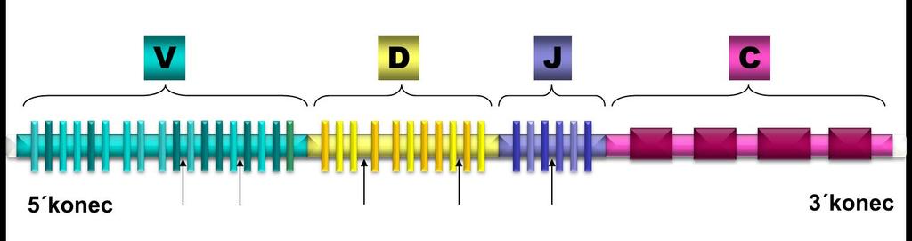 Geny pro variabilní N-terminální konec těžkého řetězce imunoglobulinů resp. receptoru B-lymfocytů leží na 14. chromozomu. Geny pro variabilní N-terminální konec lehkého řetězce imunoglobulinů resp.