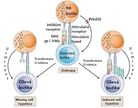 KAPITOLA 1. TEORETICKÝ ÚVOD 4 U s m r c e n í Inhibiční receptor MHCl gpl1.