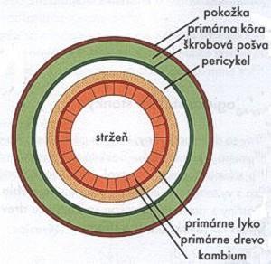 Anatómia a morfológia: stonka Primárna stavba (byliny):