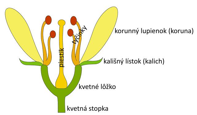 Anatómia a morfológia: kvet Stavba kvetu s nerozlíšenými obalmi: farebné okvetné lístky okvetie piestik (1 alebo viac) tyčinky