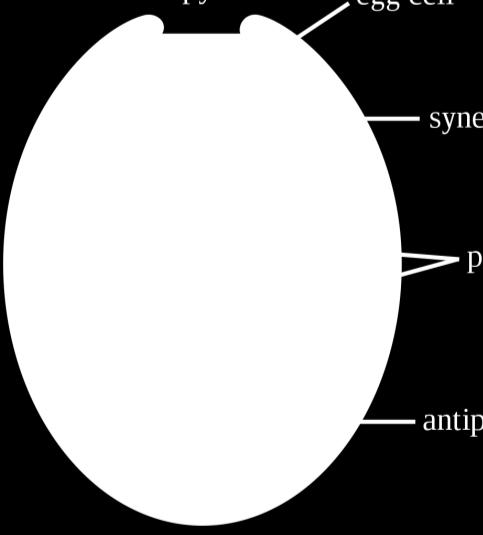 samčia spermatická bunka splynie s vajcovou