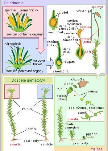Systematika: vyššie rastliny: výtrusné Machorasty (Bryophyta) Výtrusné stielkaté r., nemajú dokonalé orgány ani cievne zv.