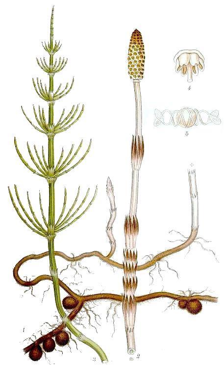 Systematika: vyššie rastliny: výtrusné Prasličkorasty (Equisetophyta) Výtrusné cievnaté r., majú dokonalé orgány aj cievne zv.