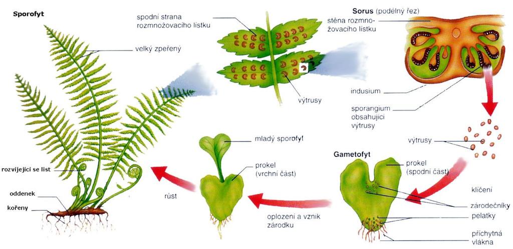 Systematika: vyššie rastliny: výtrusné Sladičorasty (Polypodiophyta) Výtrusné cievnaté r., majú dokonalé orgány aj cievne zv.