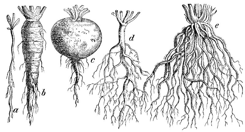 Anatómia a morfológia: koreň