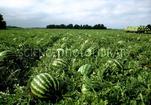 Vodní melouny a cibule vodní melouny po prudkém růst v 2.pol 90. let snížení růstu světová produkce (2010): 99,2 mil.