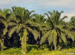 Palma olejná Palmová jádra jsou dužiny plodů a