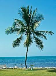 Kokosové ořechy (kopra) kopra je sušené jádro kokosových ořechů, plodů palmy kokosové, která je