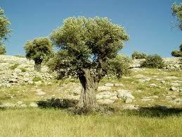Olivy hlavní olejninou subtropického pásma a především oblastí kolem Středozemního moře často představuje jediné možné efektivní využití nekvalitních půd.