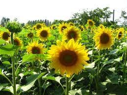 Slunečnice v teplejších částech mírného pásma nabývá stále většího významu semeno slunečnice obsahuje 40-60 % oleje produkce světová produkce (2010):