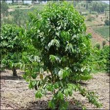 Kávovník Pěstování kávovníku má plantážní charakter s poměrně dlouhým cyklem, první sklizeň po 4 až 5 letech.