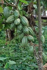 Kakaovník Optimální podmínky pro kakaovník jsou v pobřežních a říčních nížinách rovníkového a subrovníkového pásu v nadmořských výškách do 500 m.