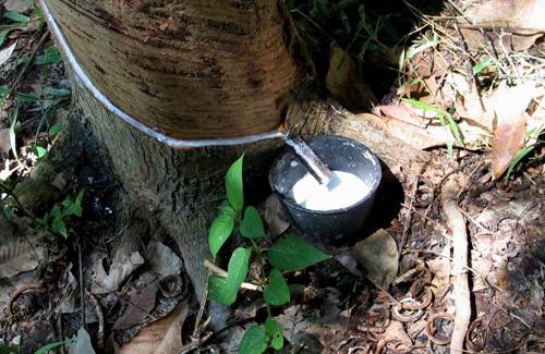 Kaučukovník Šťáva této rostliny (latex), je nepostradatelnou surovinou pro výrobu řady gumových výrobků, zejména pneumatik původ v Amazonii plantážní způsob pěstování vytlačován syntetickým