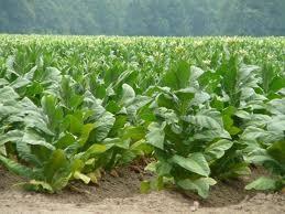 Tabák Vedle kuřiva se z extraktu tabákových listů vyrábí postřik na ochranu rostlin před škůdci.