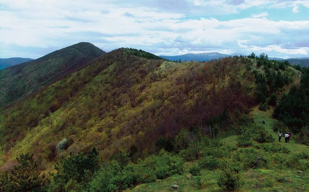 ПРЕДЛОГ ЗА ИЗЛЕТ СТОЛОВИ - ВРХ ОЗРЕН Столови су планина у централној Србији, у близини Краљева. Планинари је најчешће посећују у мају кад процвета нарцис.