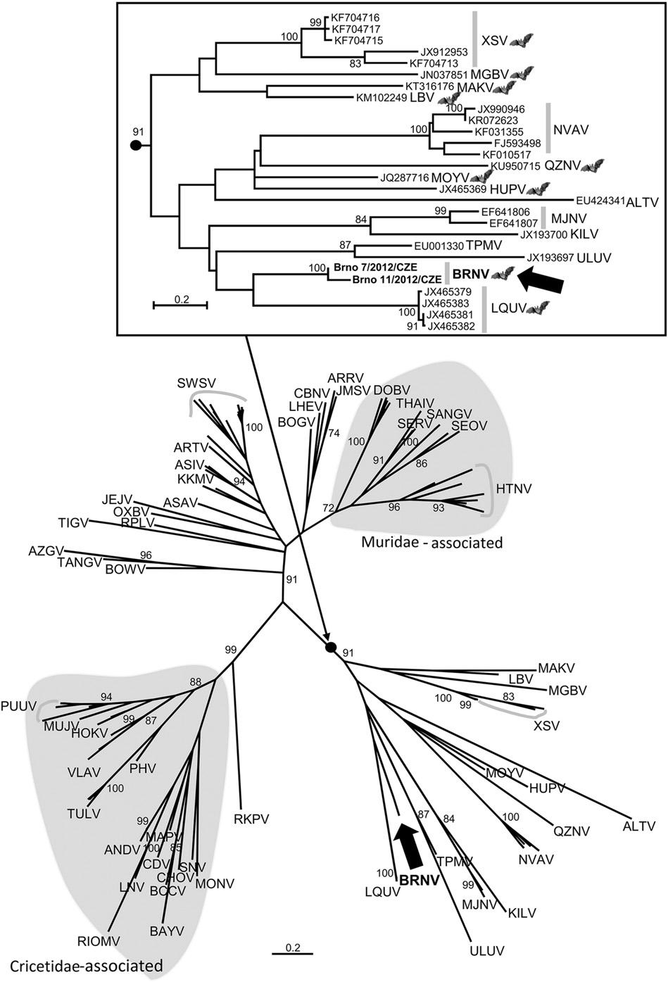 P. Straková et al. / Infection, Genetics and Evolution 48 (2017) 12