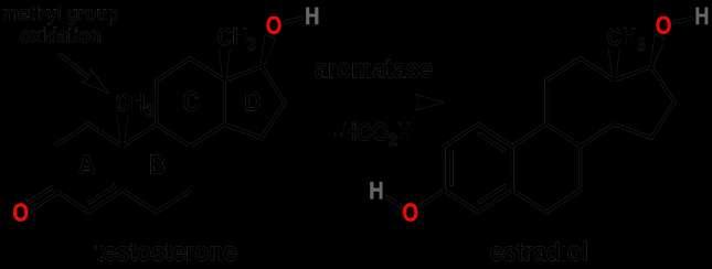 Aromatizace Obvykle se jedná o dehydrogenaci substrátu (oxidaci) pomocí aromatázy.