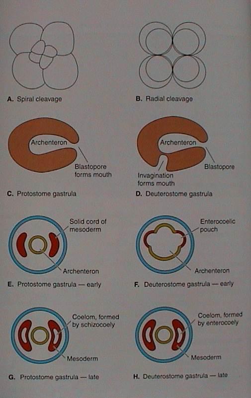 Protostomia