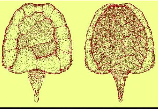 b) Echinodermata (Stylophora = Calcichordata = Carpoidea ) pharyngotremie, notochord, dorzální nervová trubice Jefferies (dospělí Calcichordata