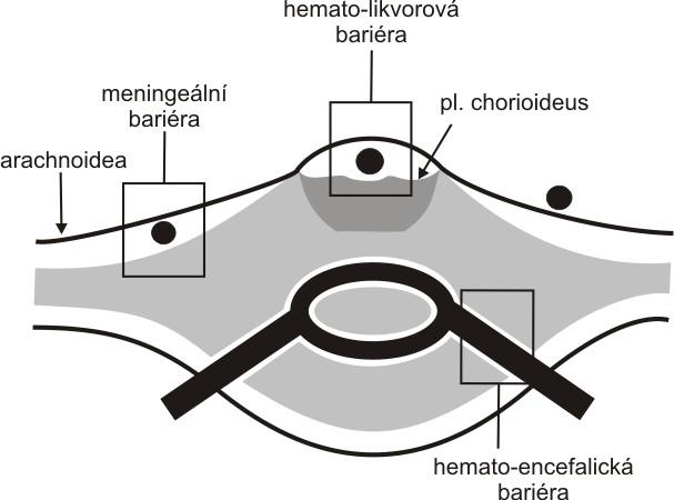 fenoménem pro integrační procesy CNS.