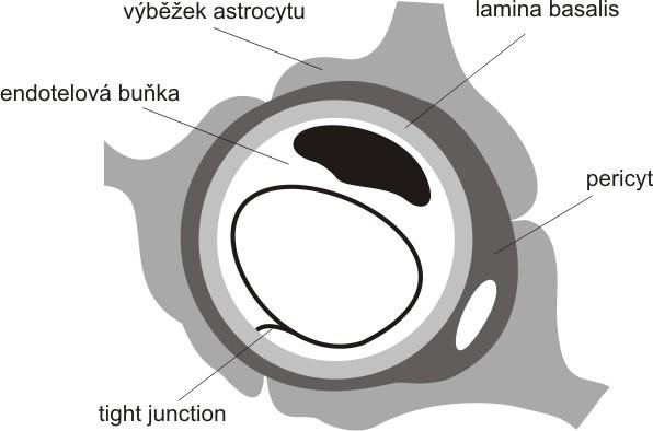 Stěna mozkových kapilár je tvořena endotelovými buňkami, které jsou obklopené na vnějším povrchu pericyty a výběžky astrocytů ().