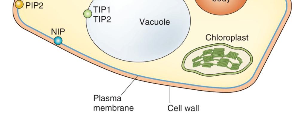 H 2 O 2, bóru a silikonu NIP nodule intrinsic proteins TIP tonoplast intrinsic