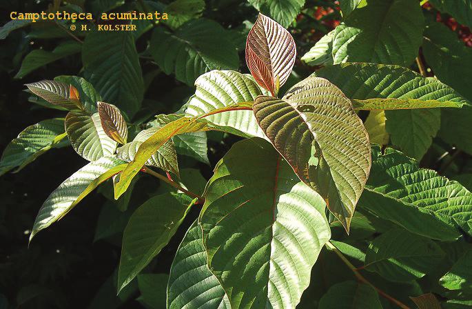 amptotheca acuminata topotecan a