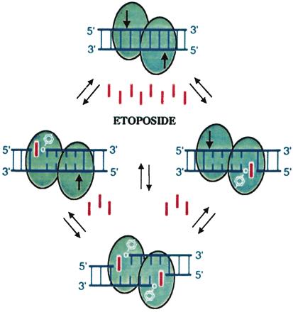 Inhibitory TPIZMERÁZY II.