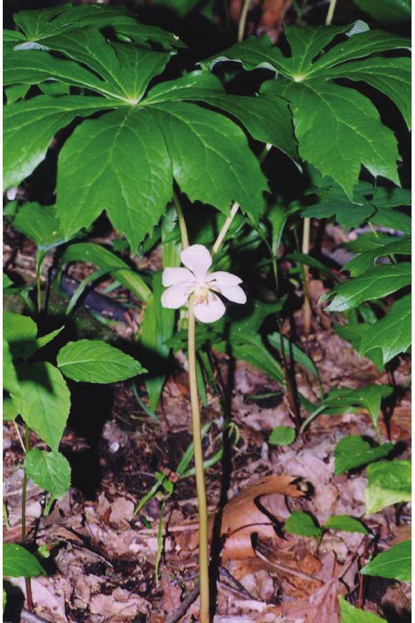 Podophyllum peltatum (noholist