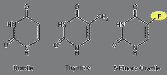 ATIBÁZE (antipuriny) 5-FU (5-fluorouracil) Uracil je nádory intenzivně přijímán, atom fluoru má podobné rozměry