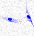 Fibroblast Images from: http://www.