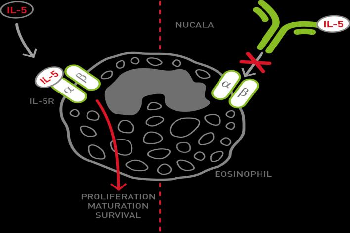 Nucala (mepolizumab) humanizovaná monoklonální protilátka prášek pro
